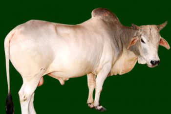 Indian Cow Breeds : Amrithadhara Goushala - Gouloka, Bajakudlu, Perla ...